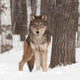 Grey Wolf Canis Lupus