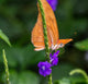 Julia Butterfly Wall Mural