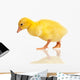 Domestic Gosling Wall Mural