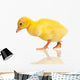 Domestic Gosling Wall Mural