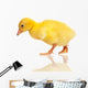 Domestic Gosling Wall Mural