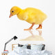 Domestic Gosling Wall Mural
