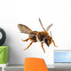 Bee Species Anthidium Sticticum Wall Mural
