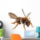 Bee Species Anthidium Sticticum Wall Mural