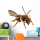 Bee Species Anthidium Sticticum Wall Mural