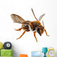 Bee Species Anthidium Sticticum Wall Mural