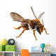 Bee Species Anthidium Sticticum Wall Mural
