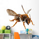 Bee Species Anthidium Sticticum Wall Mural