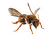 Bee Species Anthidium Sticticum Wall Mural