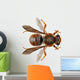 Bee Species Anthidium Sticticum Wall Mural