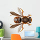Bee Species Anthidium Sticticum Wall Mural