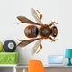 Bee Species Anthidium Sticticum Wall Mural