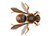 Bee Species Anthidium Sticticum Wall Mural