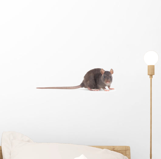 Rat