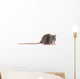 Rat