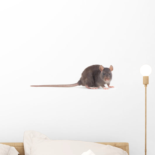 Rat