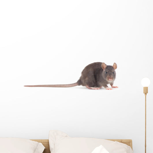 Rat