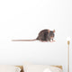 Rat