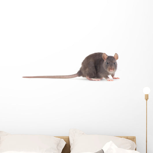Rat