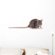 Rat