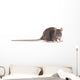 Rat