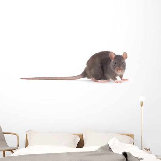 Rat