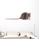 Rat