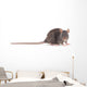 Rat