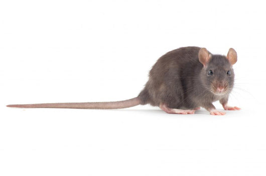 Rat
