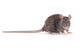 Rat