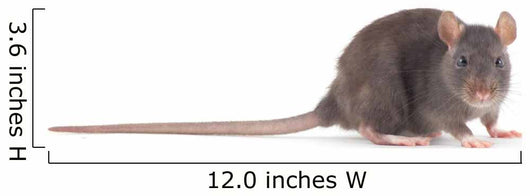 Rat