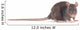 Rat