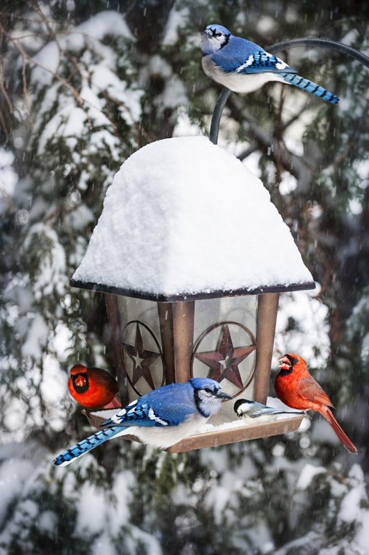Birds Bird Feeder Winter