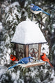 Birds Bird Feeder Winter