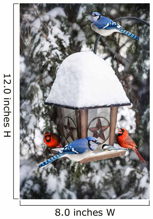 Birds Bird Feeder Winter