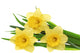 Beautiful spring three flowers : yellow narcissus (Daffodil). Wall Decal