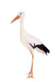 White Stork - Ciconia ciconia. Isolated on white. Wall Decal