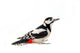 Great Spotted Woodpecker Wall Decal