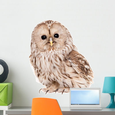 Adorable Ural Owl Wall Decal shown on a wall