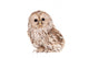 Ural Owl (Strix uralensis), isolated on white Wall Decal