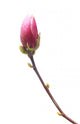 Magnolia Wall Decal