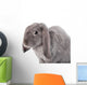 Grey Lop-eared Rabbit Rex Breed Isolated on White Wall Decal