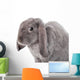 Grey Lop-eared Rabbit Rex Breed Isolated on White Wall Decal