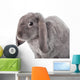 Grey Lop-eared Rabbit Rex Breed Isolated on White Wall Decal