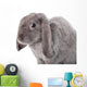 Grey Lop-eared Rabbit Rex Breed Isolated on White Wall Decal