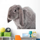 Grey Lop-eared Rabbit Rex Breed Isolated on White Wall Decal
