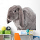 Grey Lop-eared Rabbit Rex Breed Isolated on White Wall Decal