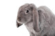 Grey Lop-eared Rabbit Rex Breed Isolated on White Wall Decal