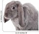 Grey Lop-eared Rabbit Rex Breed Isolated on White Wall Decal