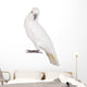 Sulphur-crested Cockatoo Wall Decal